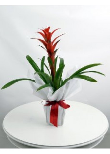 Guzmania saksı bitkisi
